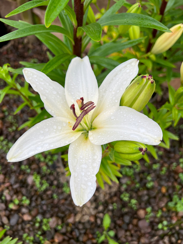 Lilium FantAsiatic® White