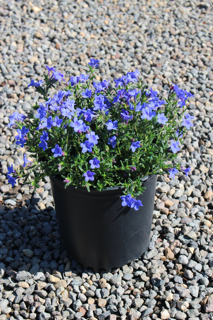 Lithodora diffusa 'Grace Ward'