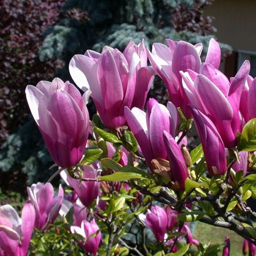 Magnolia x 'Susan' (purple)