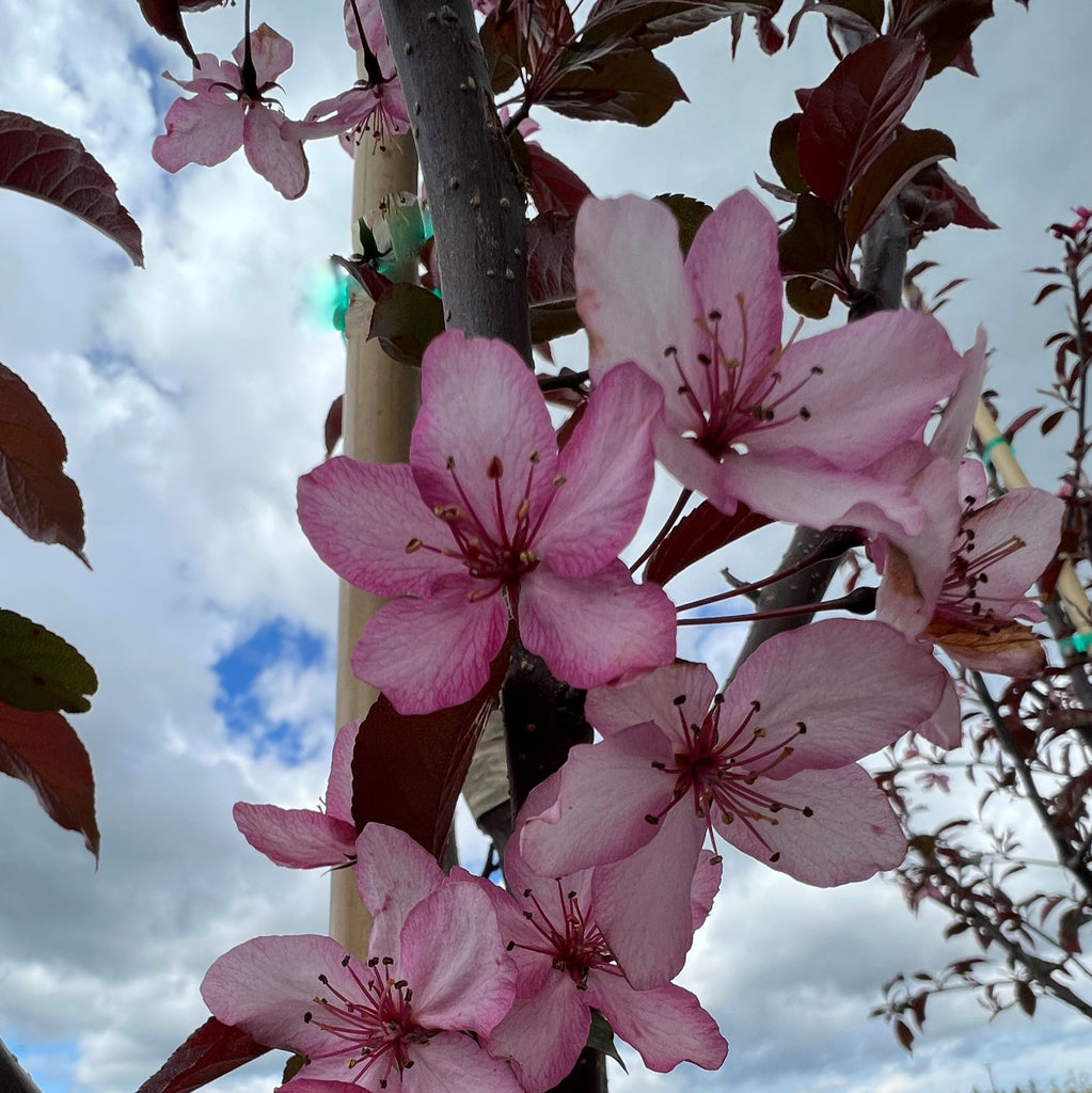 Malus x Royal Raindrops® PP14375 (CG)