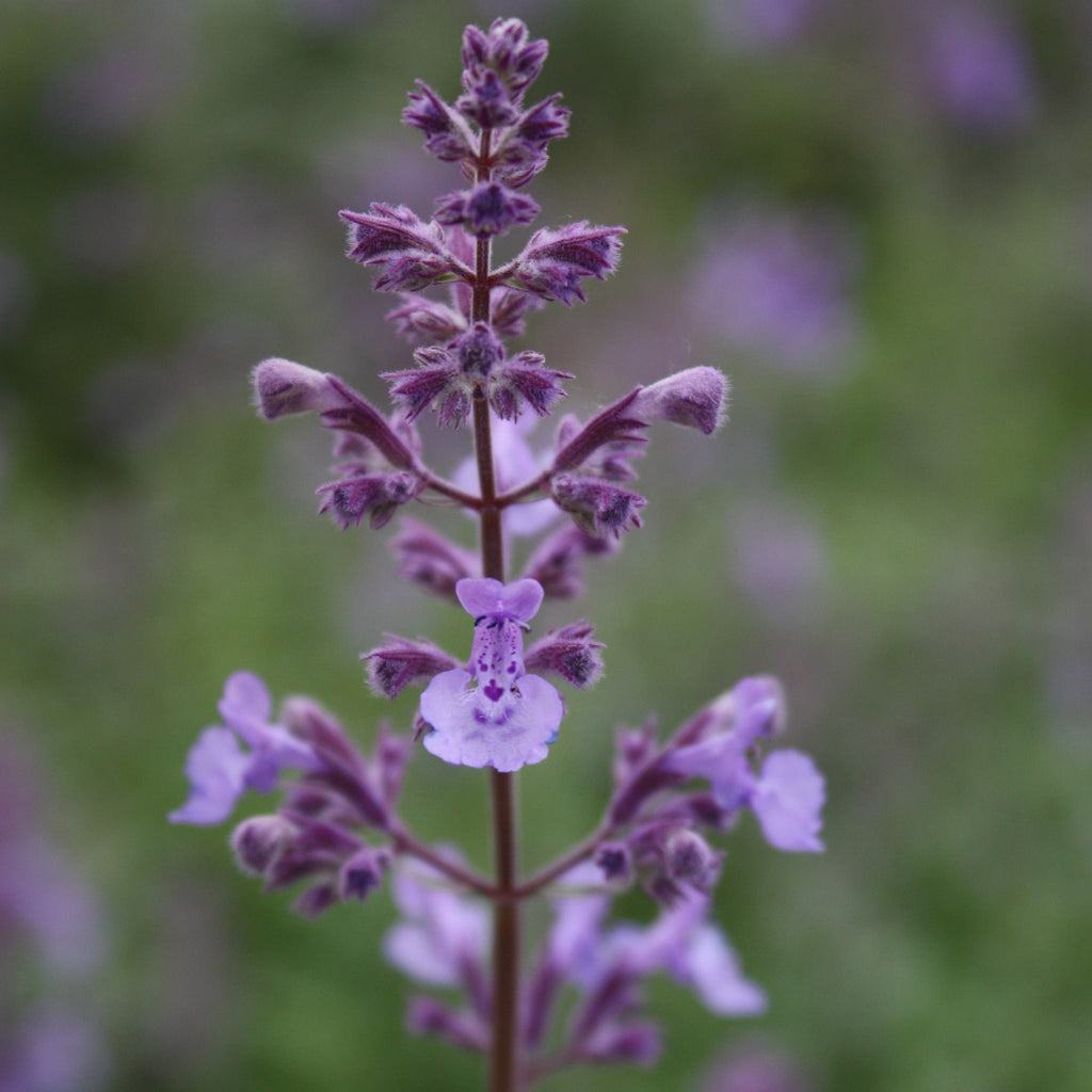 Nepeta x JUNIOR WALKER™ PP23074