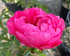 Paeonia 'Cytherea' (pink) – Loen Nursery, Inc.