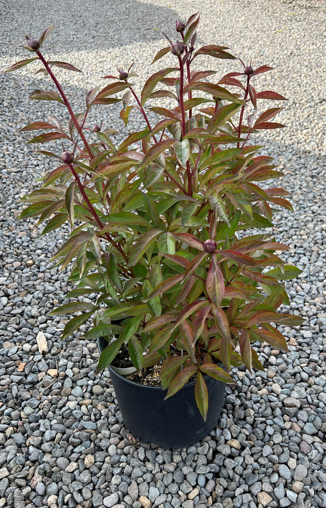 Paeonia lact. 'Celebrity' (pink/white)