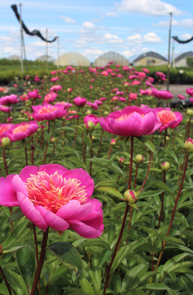 Paeonia x 'Leslie Peck' (pink) – Loen Nursery, Inc.