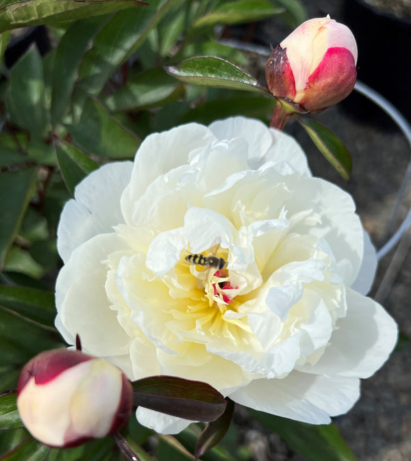Paeonia lact. 'Immaculee' (white)