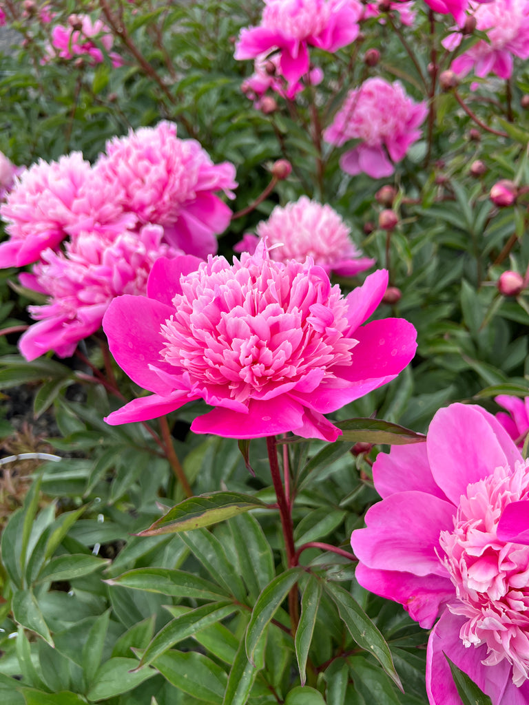 Paeonia lact. 'Madame Emile Debatene' (double pink) – Loen Nursery