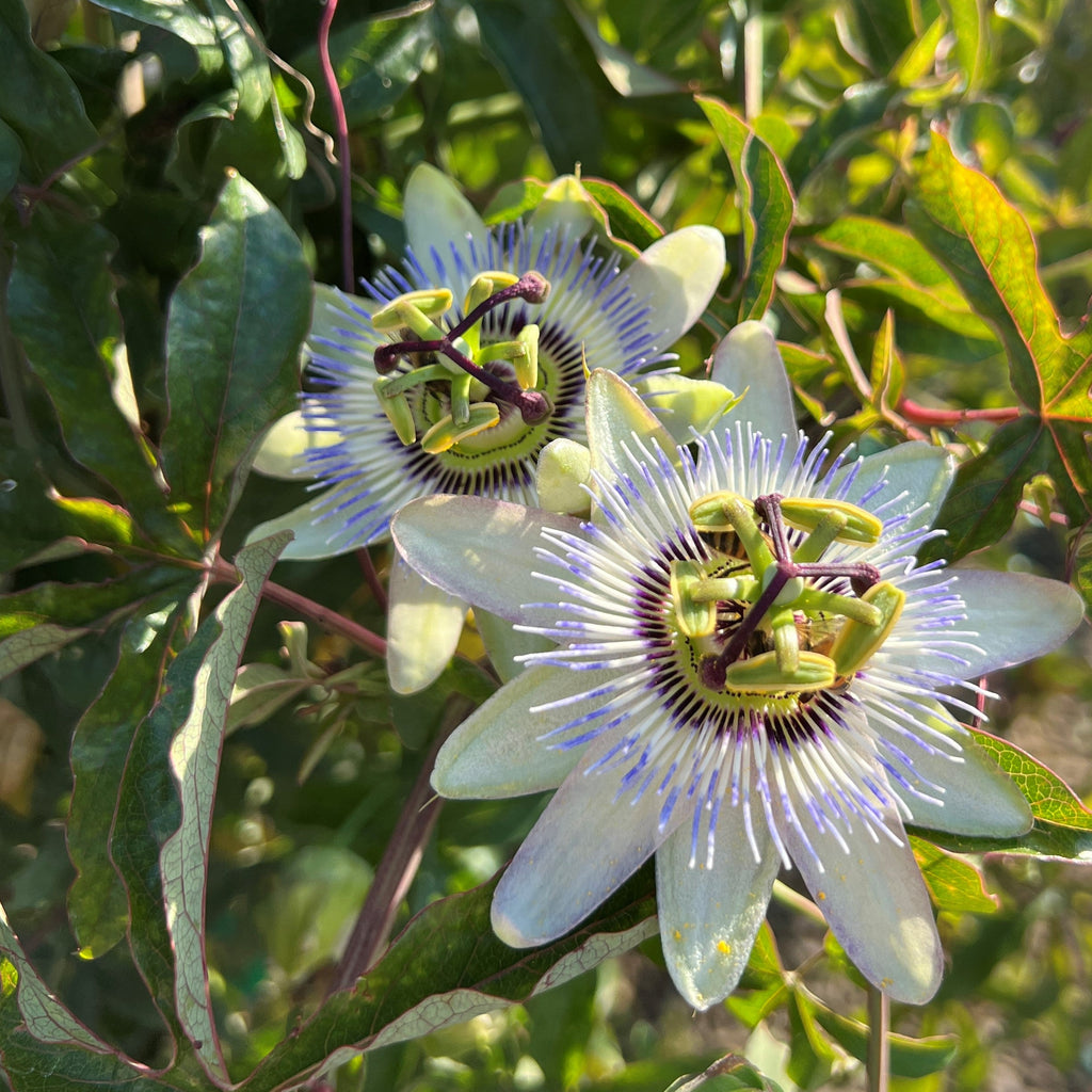 VINE Passiflora caerulea