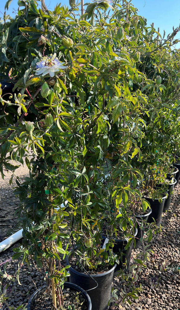 VINE Passiflora caerulea