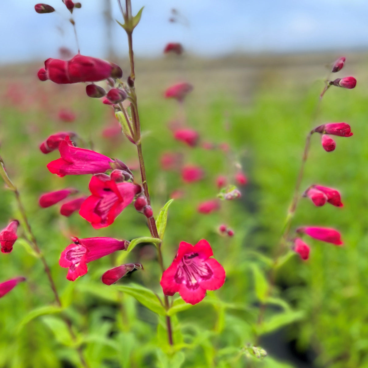 Penstemon CHA CHA® Hot Pink