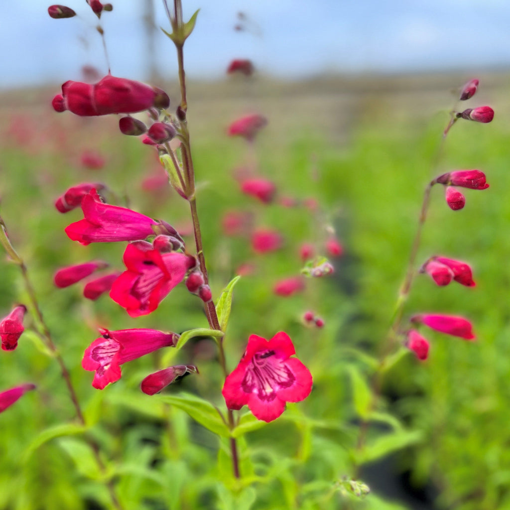 Penstemon CHA CHA® Hot Pink