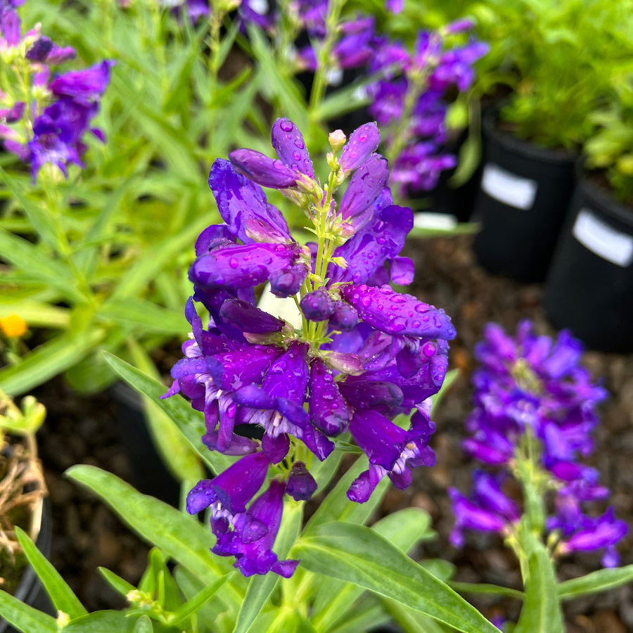 Penstemon barbatus Pristine™ Deep Rose