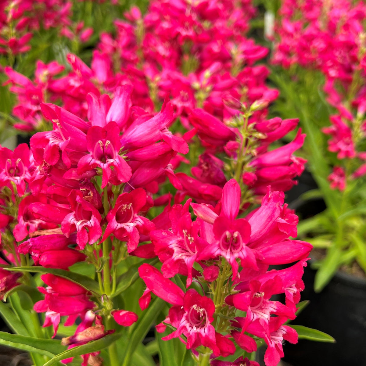 Penstemon barbatus ROCK CANDY® Ruby
