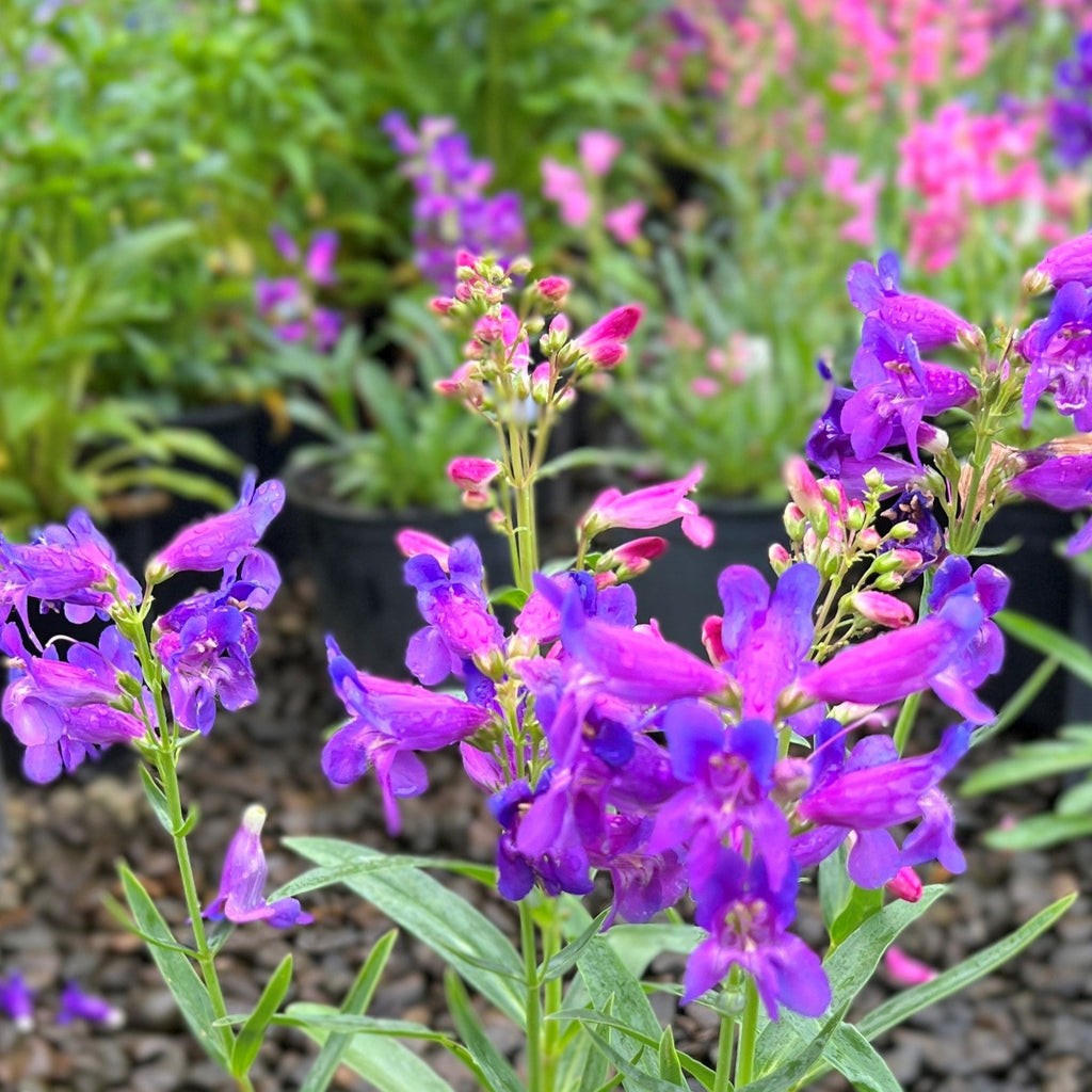 Penstemon barbatus 'Rondo'