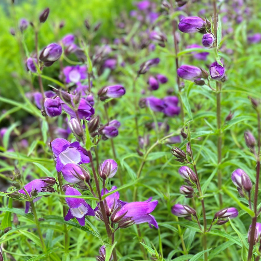 Penstemon mexicali 'Carillo Purple'