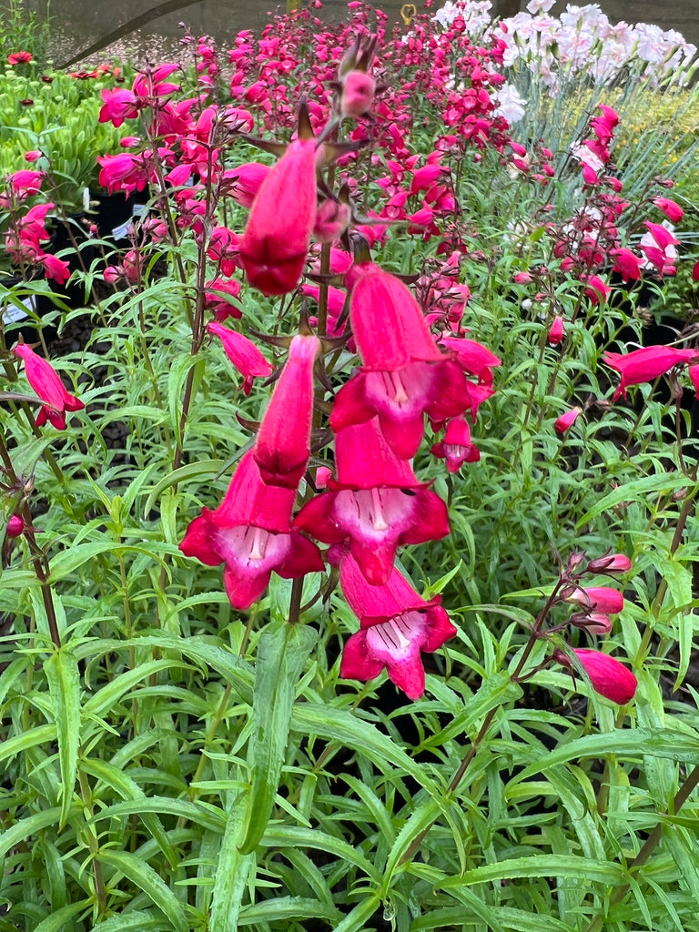 Penstemon mexicali 'Carillo Red'