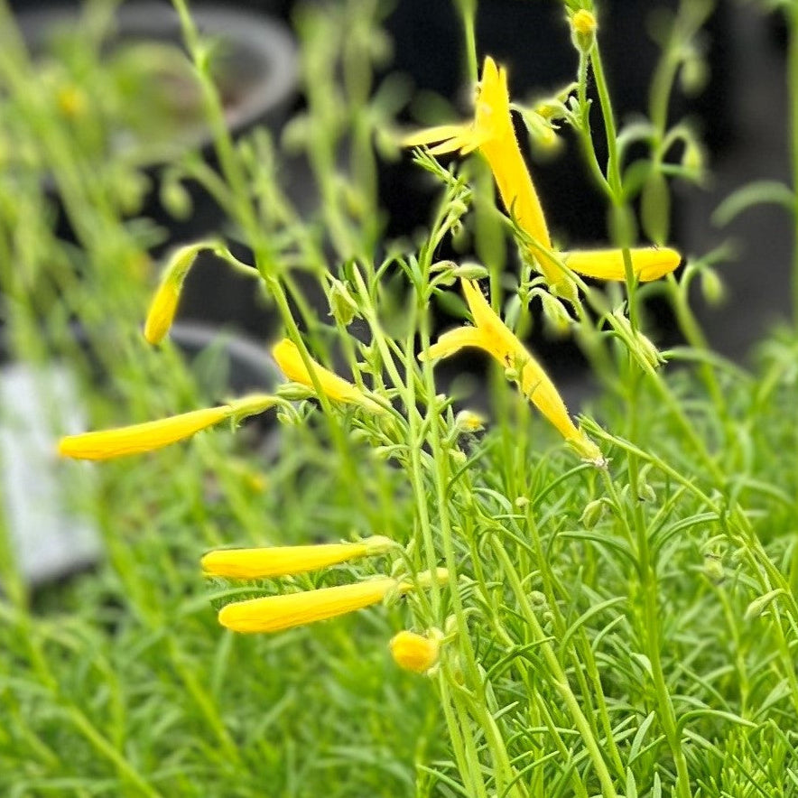 Penstemon pinnifolia 'Mersea Yellow'