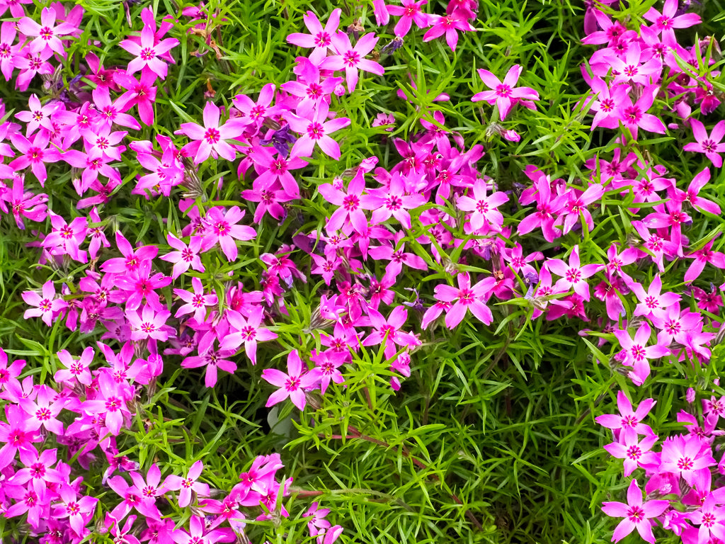 Phlox sub. 'Crimson Beauty' (red)