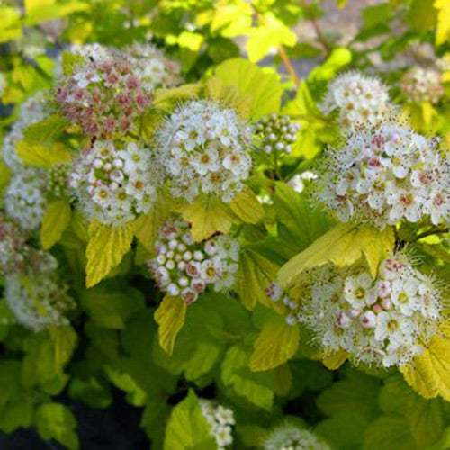Physocarpus op. 'Nugget'