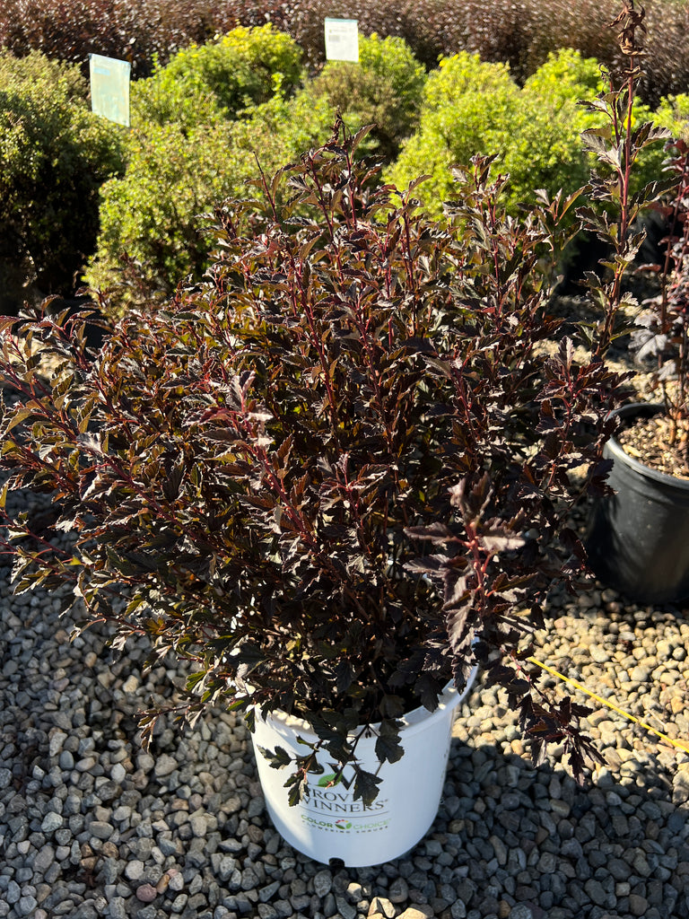 Physocarpus op. TINY WINE® PW PP26749