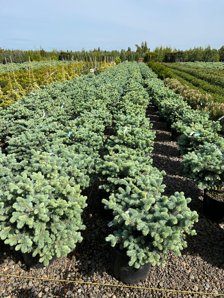 Picea pungens 'Montgomery'