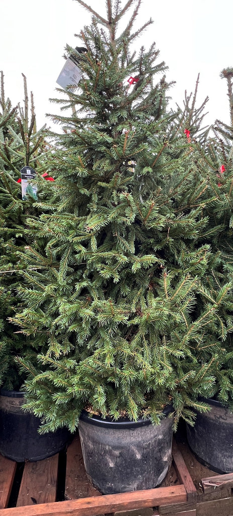 Picea abies (CG)