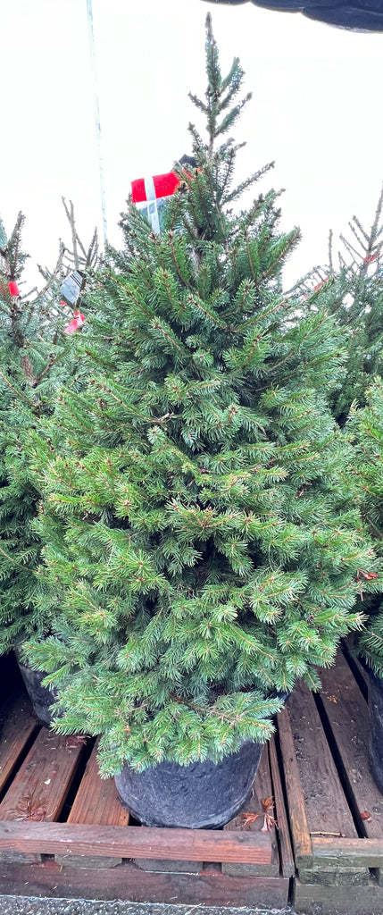 Picea abies (CG)