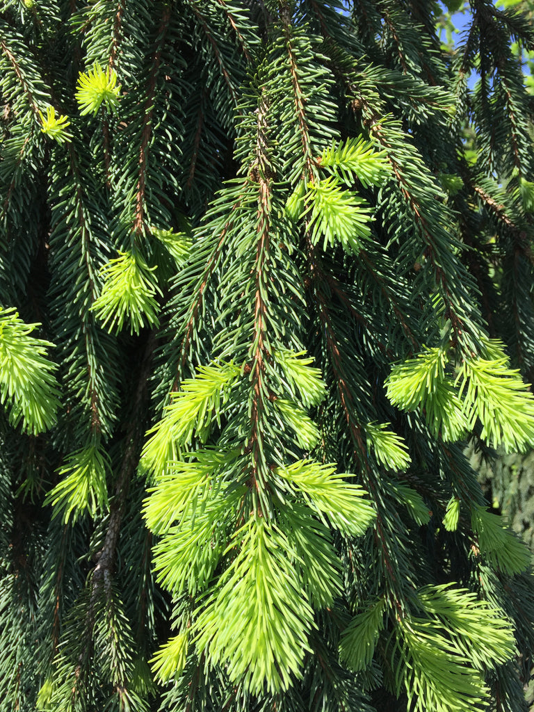 Picea abies 'Pendula' (CG)