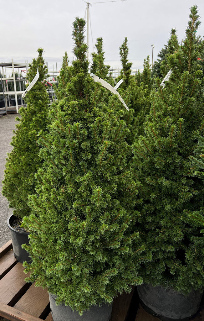 Picea glauca 'Conica', Spiral  (CG)