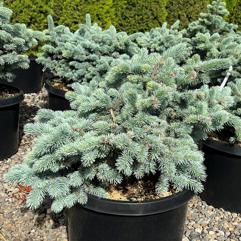 Picea pungens 'Glauca Globosa' (CG)