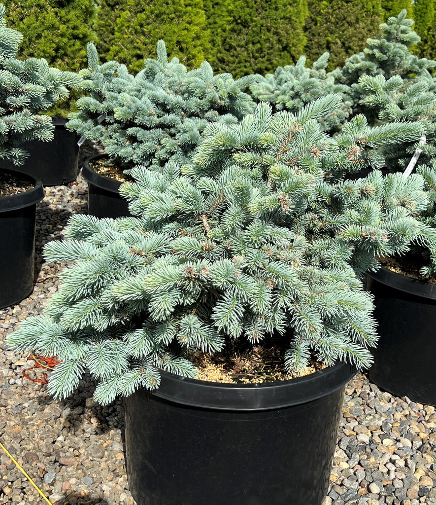 Picea pungens 'Glauca Globosa' (BBP)