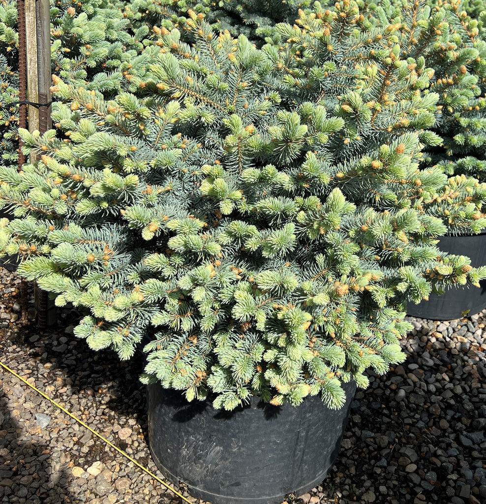 Picea pungens 'Montgomery' (CG)