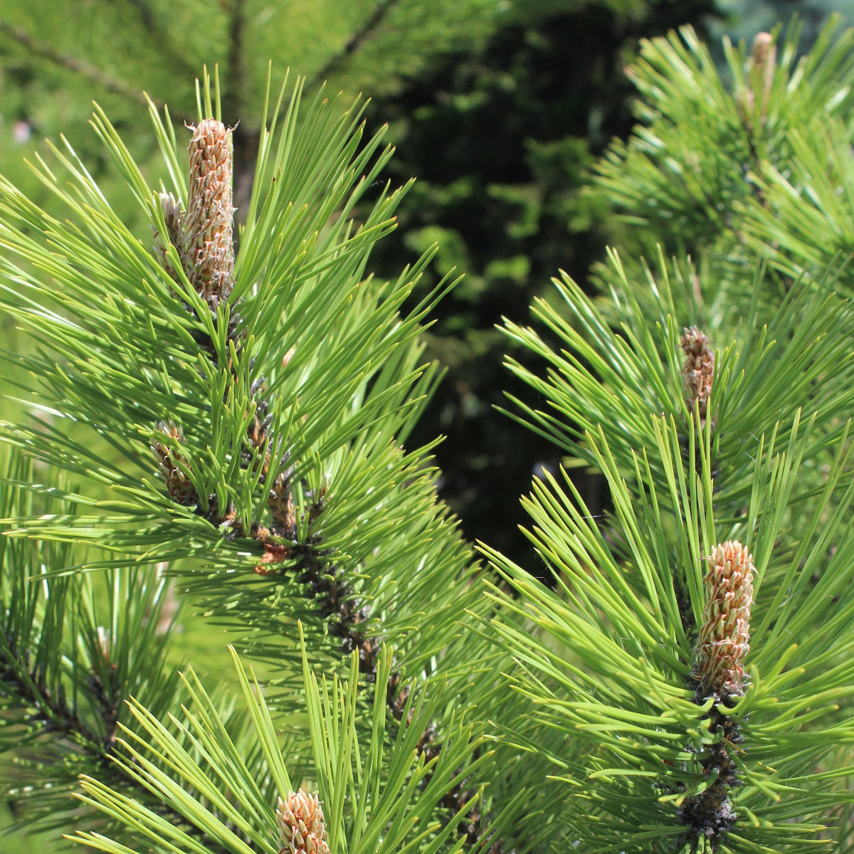 Pinus contorta