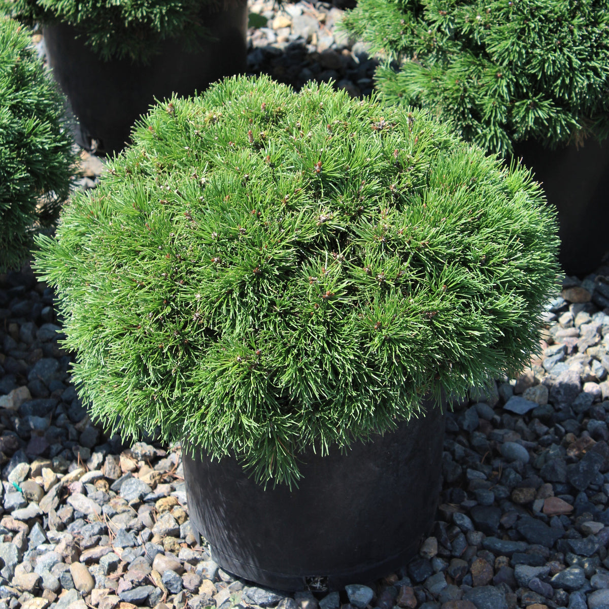 Pinus mugo 'Valley Cushion'