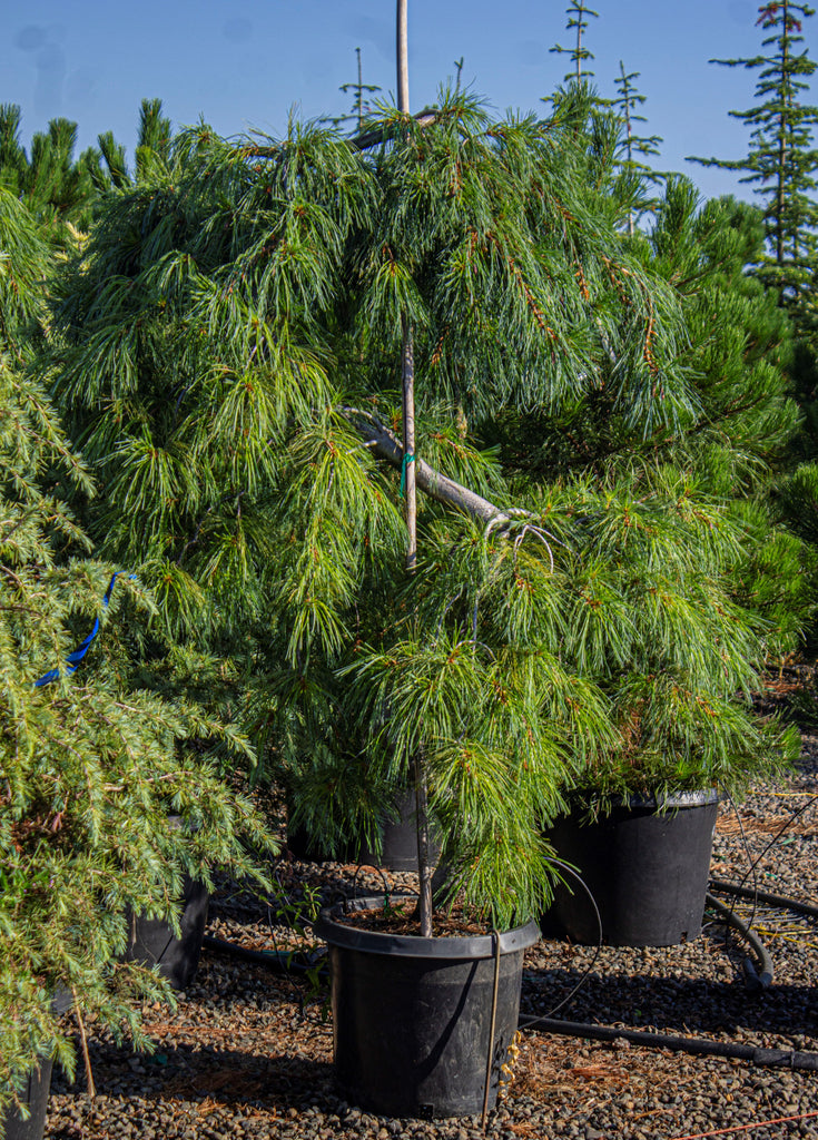 Pinus strobus 'Pendula', low form (CG)