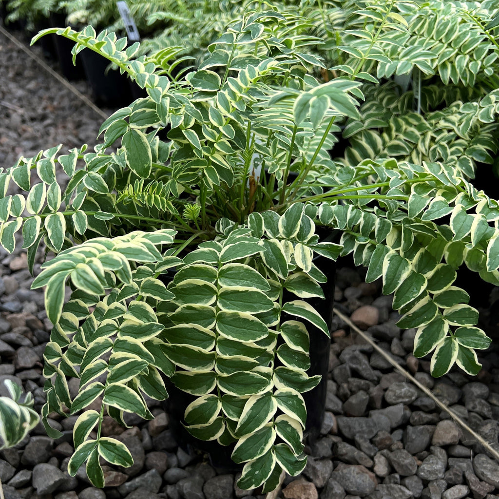 Polemonium 'Brise D'Anjou' PP9781