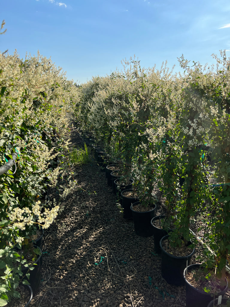 VINE Polygonum aubertii