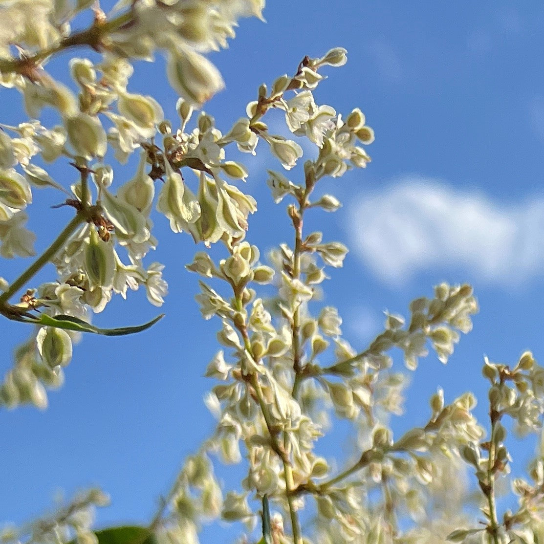 VINE Polygonum aubertii
