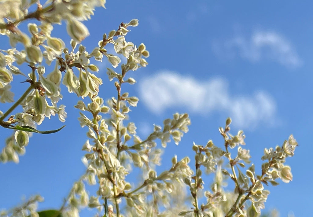VINE Polygonum aubertii
