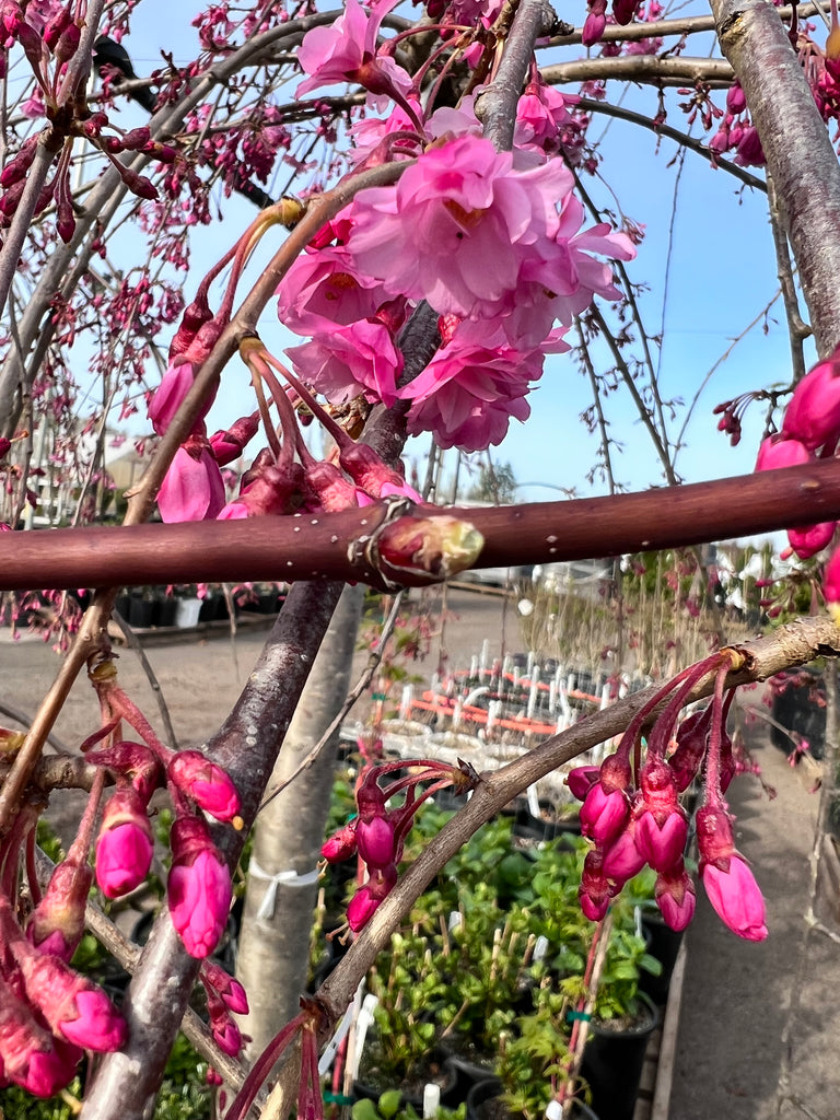Prunus sub. 'Pendula Double' (pink) (CG)