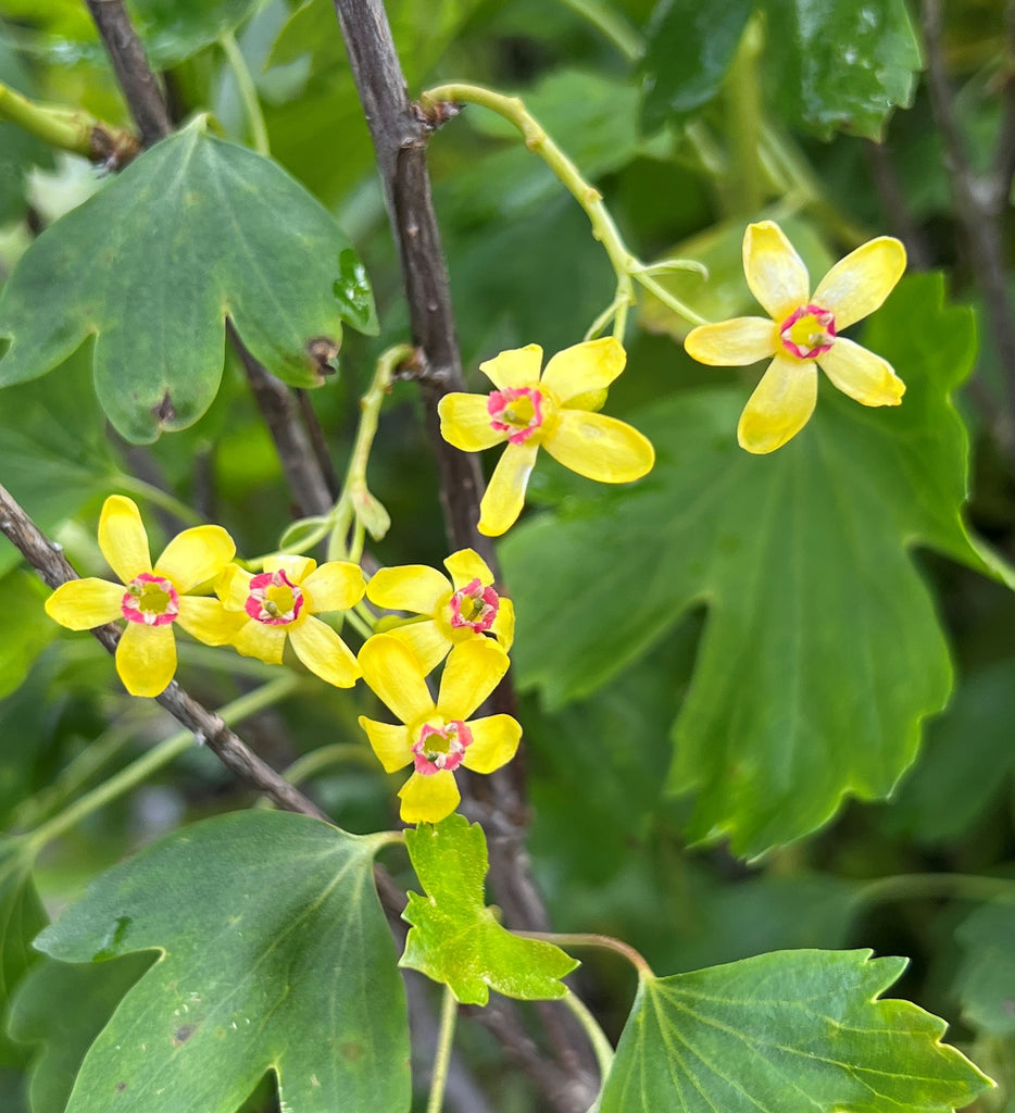 Ribes aureum v. aureum