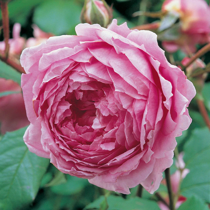 Rosa David Austin® 'Huntington Rose' (pink)