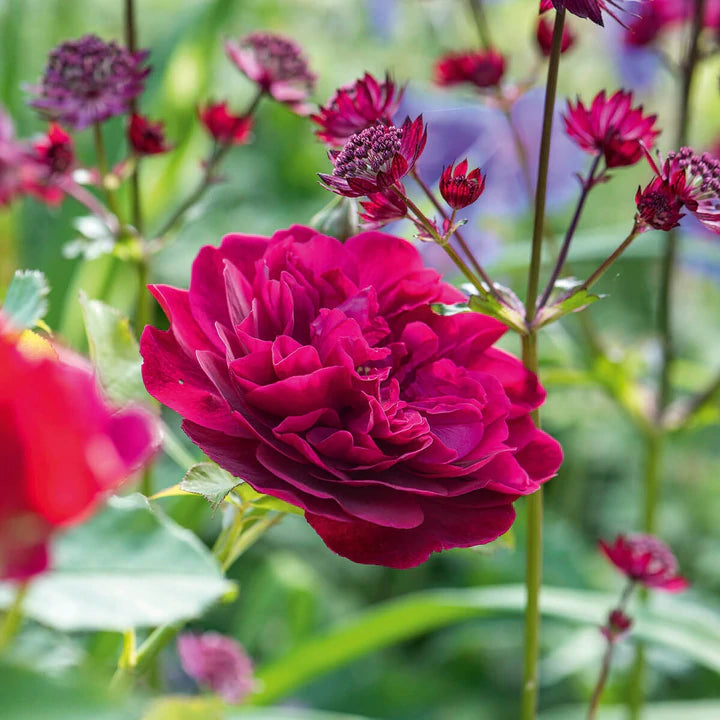 Rosa David Austin® 'Darcey Bussell' (red)
