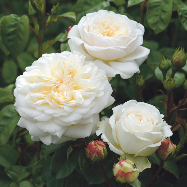 Rosa David Austin® 'Tranquillity' (white)