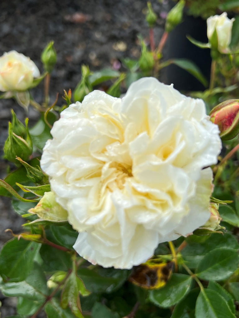 Rosa gc. WHITE MEIDILAND® (white) – Loen Nursery, Inc.