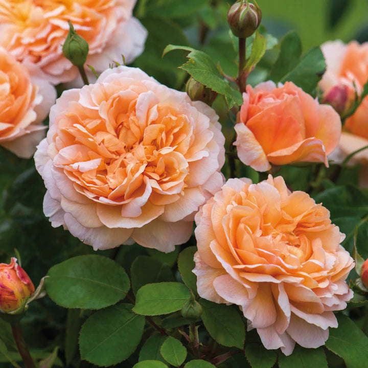 Rosa David Austin® 'The Lady Gardener' (apricot)