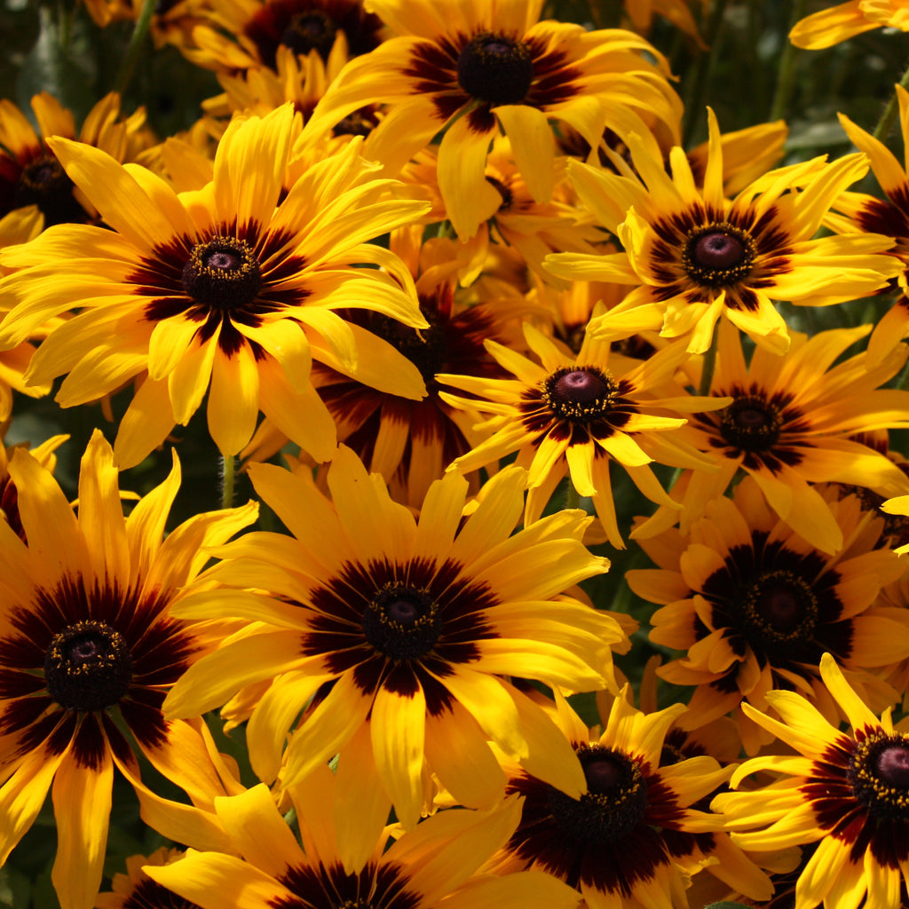 Rudbeckia h. 'Denver Daisy' ™