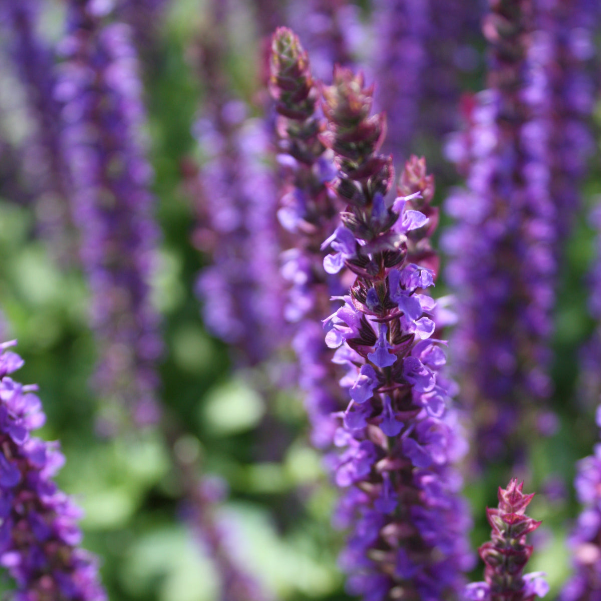 Salvia n. 'East Friesland'