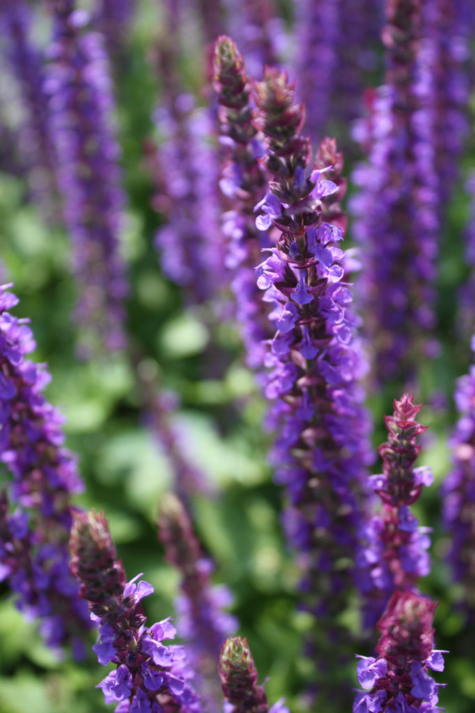 Salvia n. 'East Friesland'