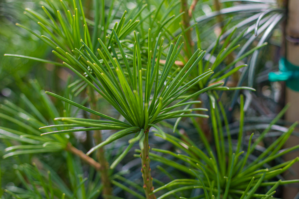 Sciadopitys verticillata 'Joe Kozey' (CG)
