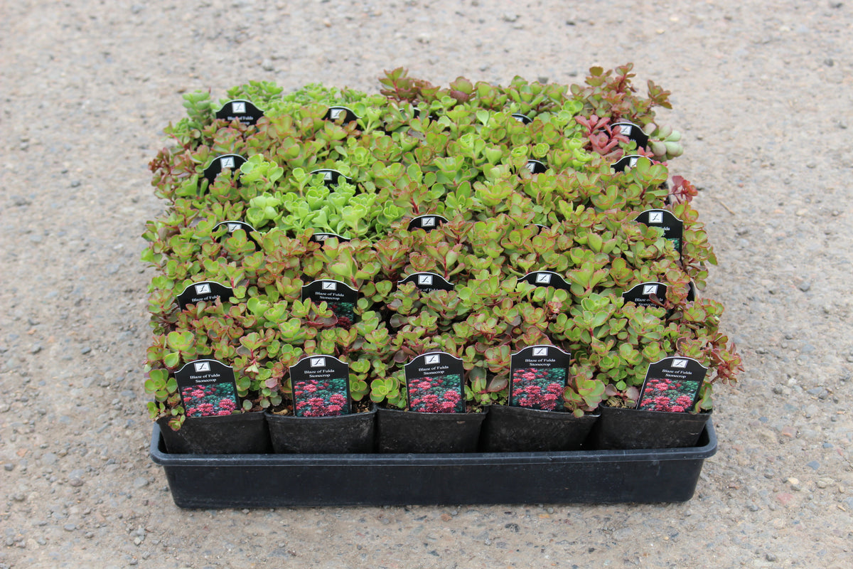 Groundcover, Sedum 'Blaze of Fulda'- 25 per flat